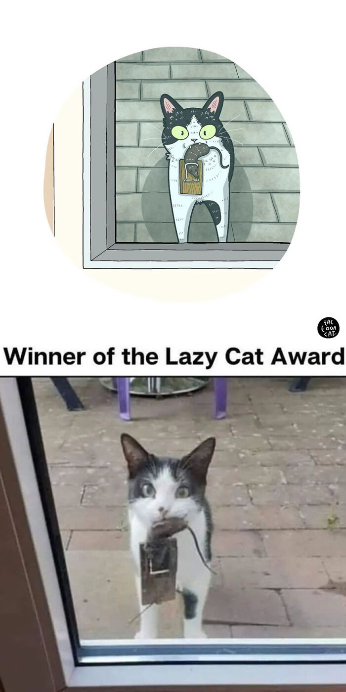 Funny Cat Cartoons By Tactooncat