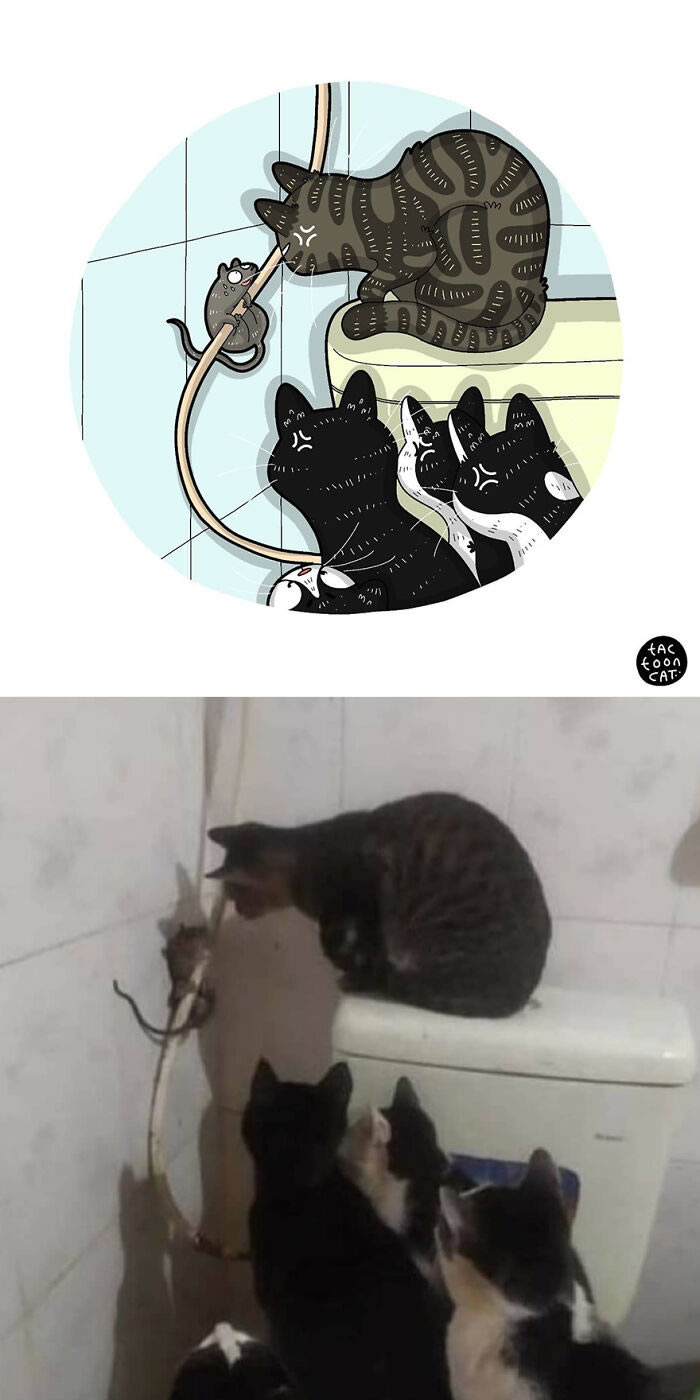 Funny Cat Cartoons By Tactooncat