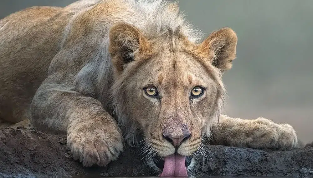 Wildlife Wonders: 30 Captivating PhotosTo Inspire Your Adventurous Spirit 31 lion drinking water, gazing at camera