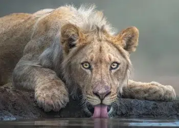 lion drinking water, gazing at camera
