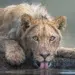 lion drinking water, gazing at camera