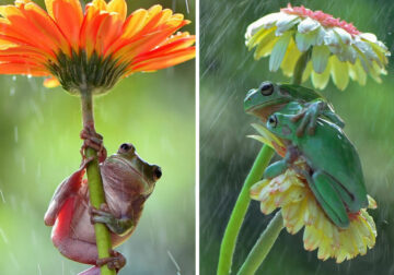 Capturing Frogs Sheltering Under Flower Umbrellas