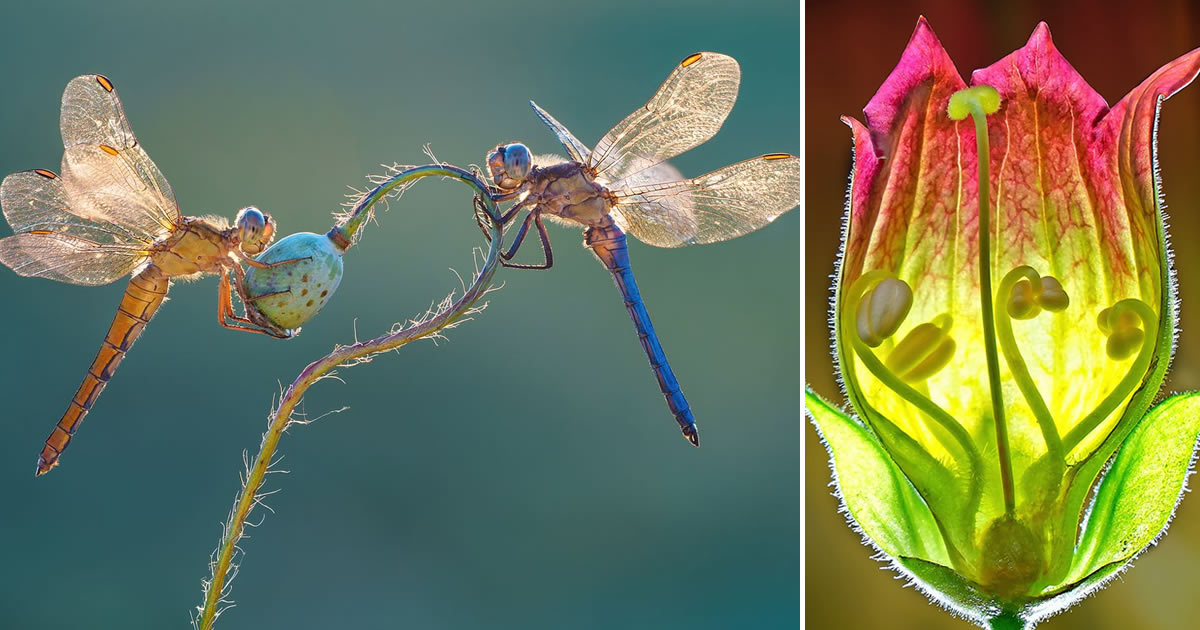 20 Incredible Macro Photos Of From Garden Photographer Of The Year Awards