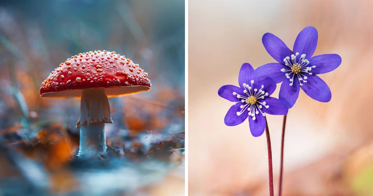 This Latvian Photographer Captures Colorful Macro Photos Of Flowers And Leaves