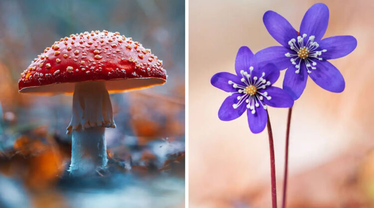 Colorful Macro Photography By Kristine