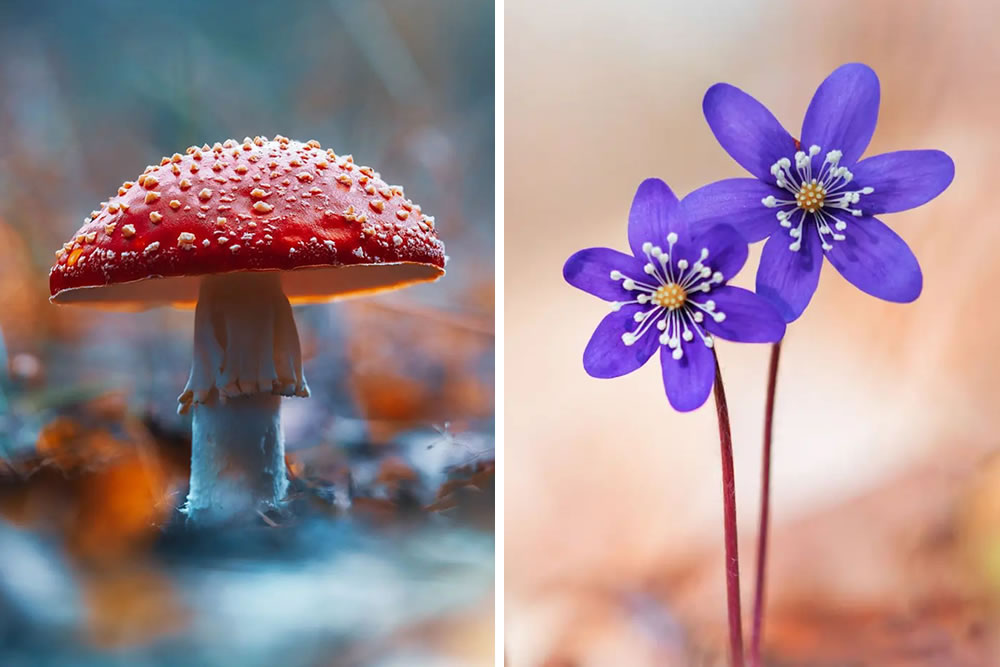 Colorful Macro Photography By Kristine