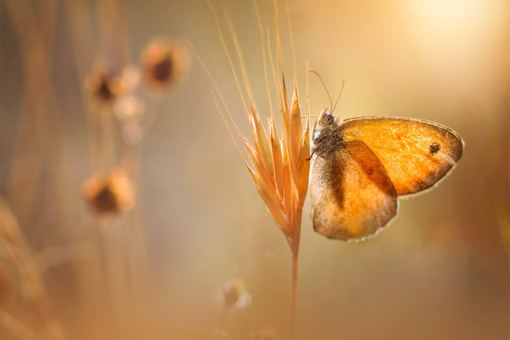 Macro Photography By Maria Luisa Milla Moreno
