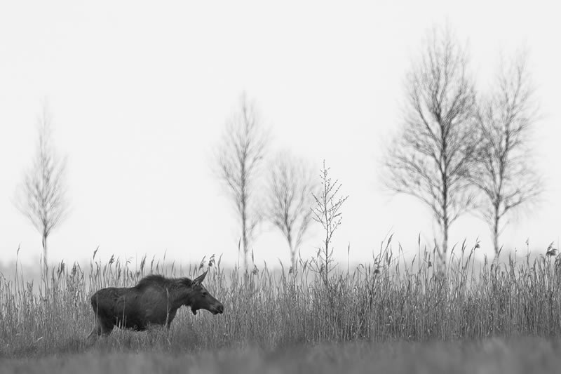 Wildlife Monochrome Photography Awards