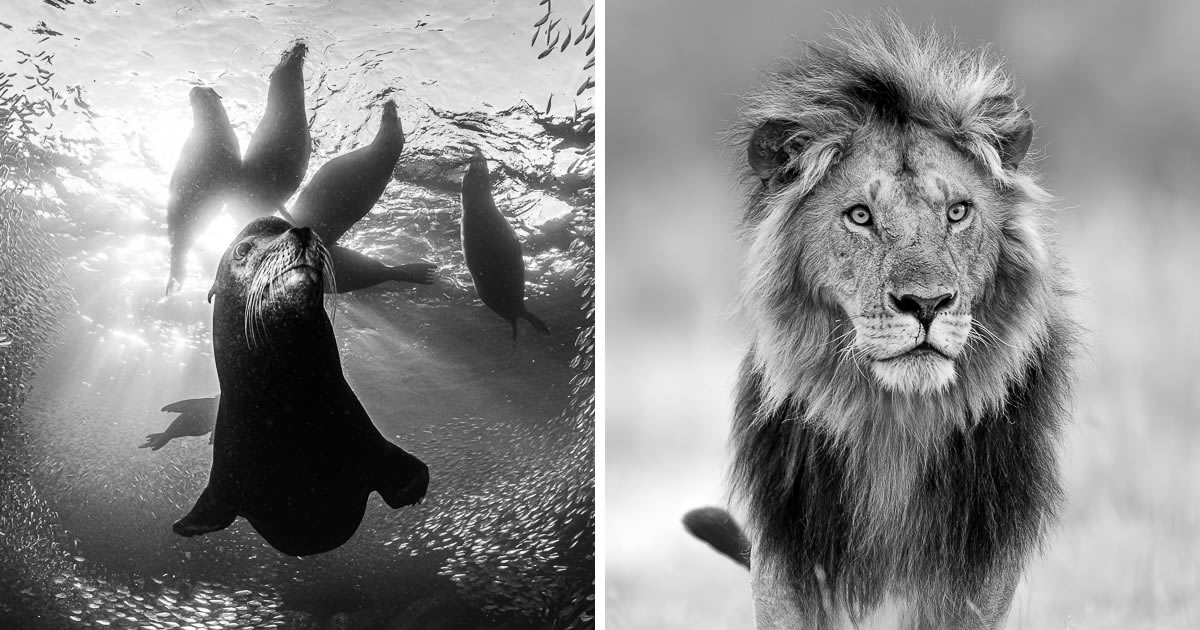 30 Wonderful Wildlife Photos From The Monochrome Photography Awards