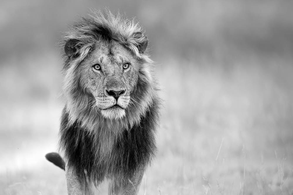 Wildlife Monochrome Photography Awards