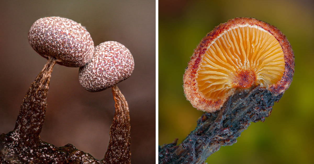 Award-Winning Photographer Alison Pollack Captures Magical Macro Photos Of Fungi