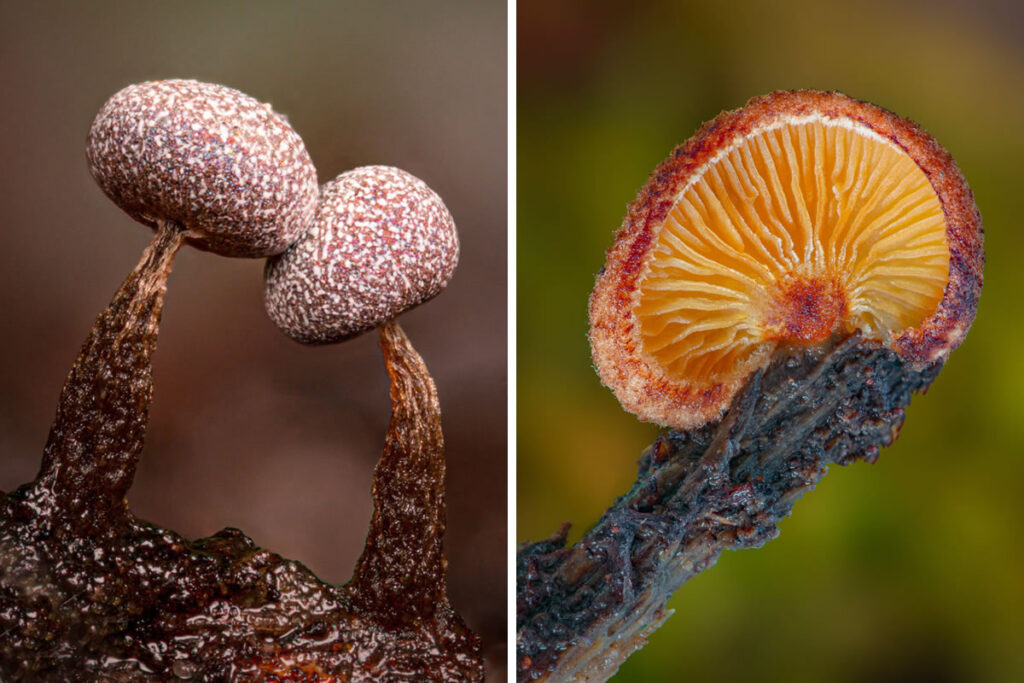 Macro Photos Of Fungi By Alison Pollack