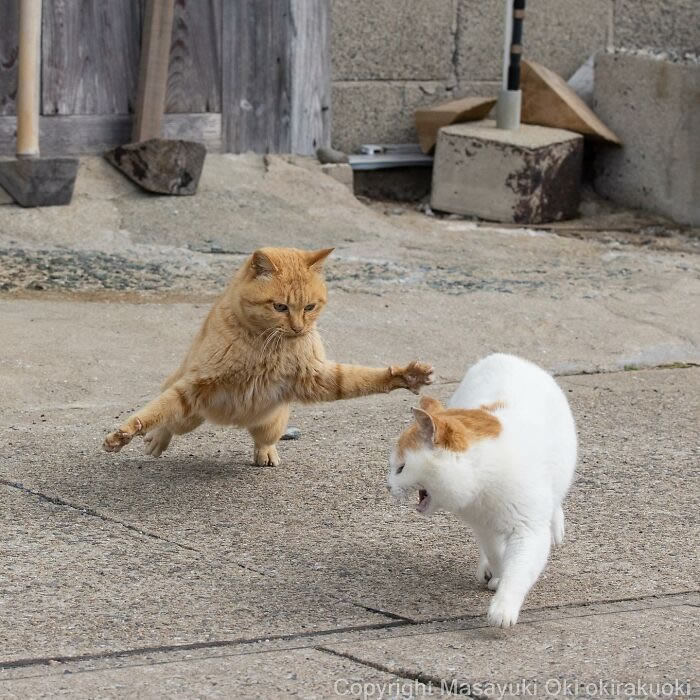 Hillarious And Playful Side Of Cats By Masayuki Oki 
