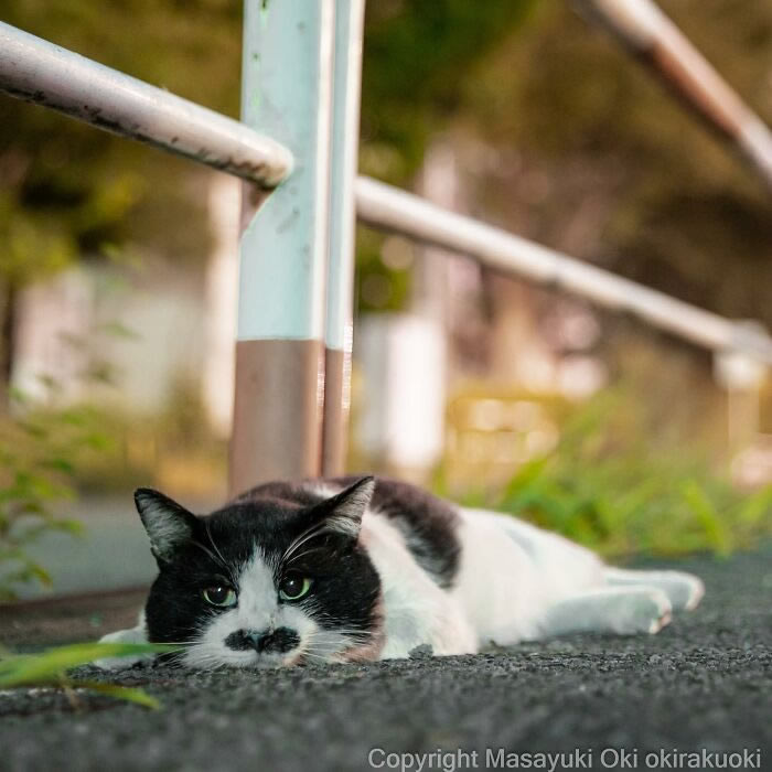 Hillarious And Playful Side Of Cats By Masayuki Oki 