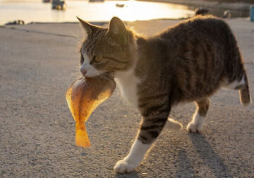 Hillarious And Playful Side Of Cats By Masayuki Oki