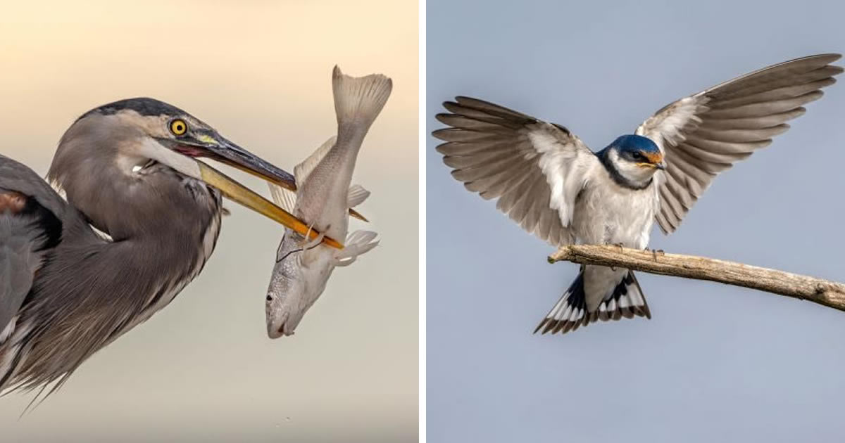 20 Highly Commended Winning Photos Of The SINWP Bird Photographer Of The Year