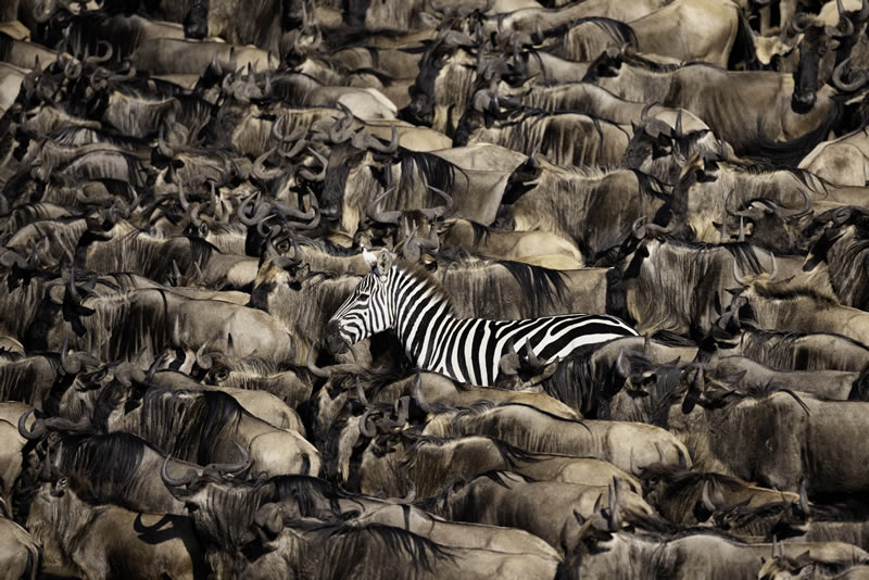 Wildlife Winners Sony World Photography Awards 2024