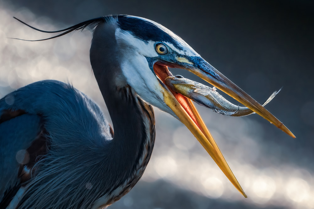 Wildlife Winners Sony World Photography Awards 2024