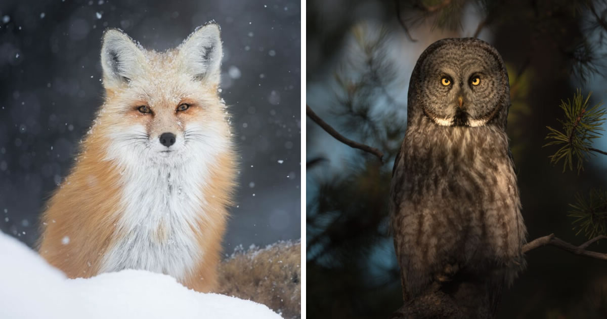 This Young Wildlife Photographer Captures Close-Up Photos Of Animals In A Unique Way