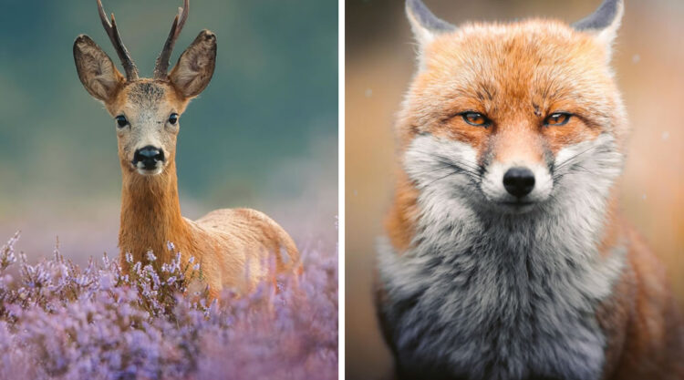 Wildlife Photography By Joren De Jager