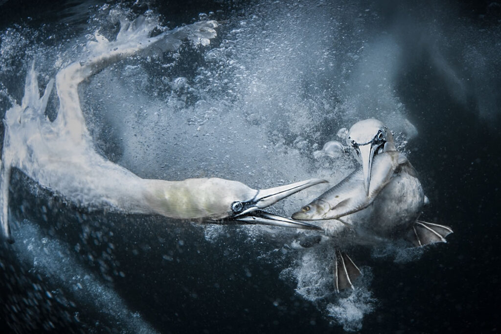 World Nature Photography Awards Winners