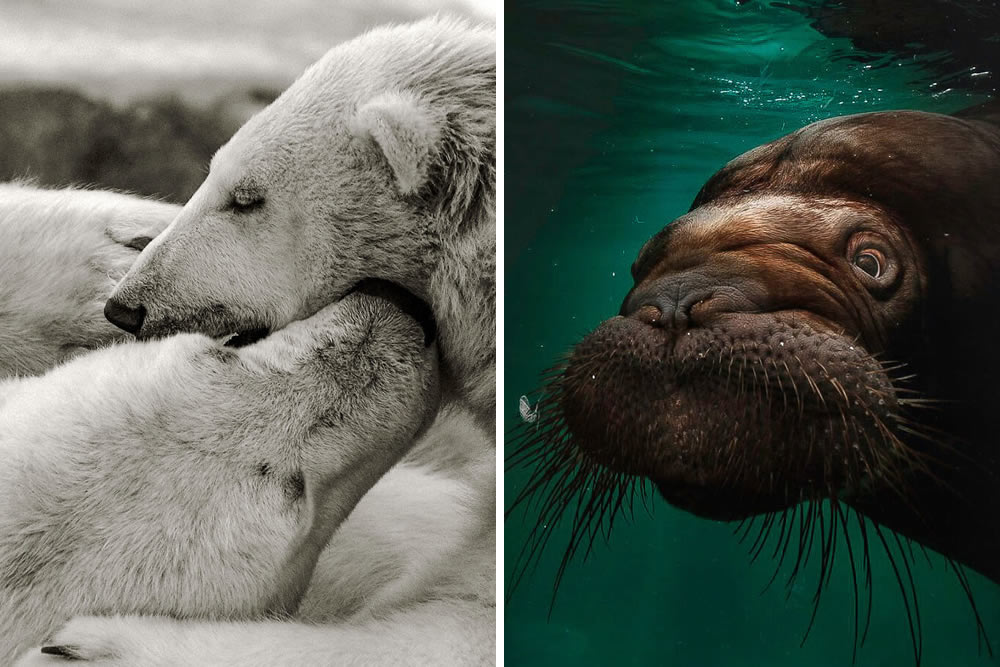Zoo Animal Portraits By Mac So