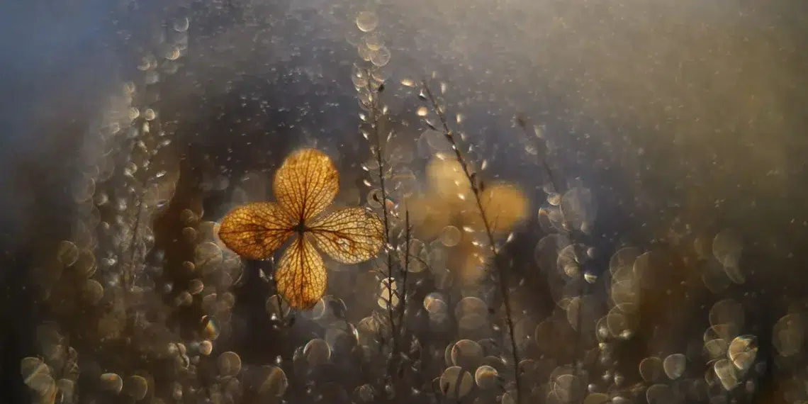Golden flower glowing in dreamy macro garden light