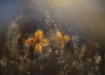 Golden flower glowing in dreamy macro garden light