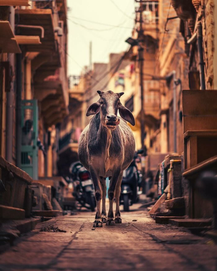 Animals On The Street By Ashraful Arefin