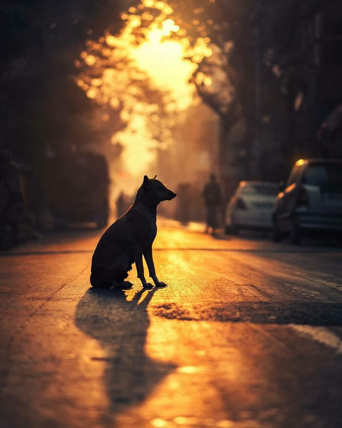 Animals On The Street By Ashraful Arefin