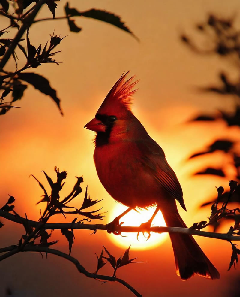 Best Bird Photography