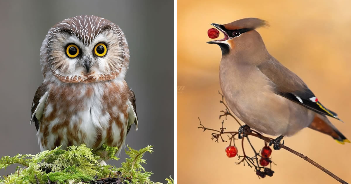 Birds In Focus: 30 Breathtaking Photographs Of Avian Elegance