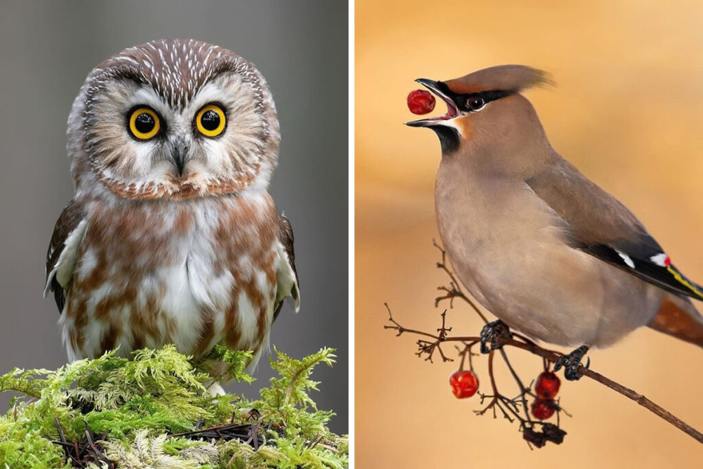 Best Bird Photography