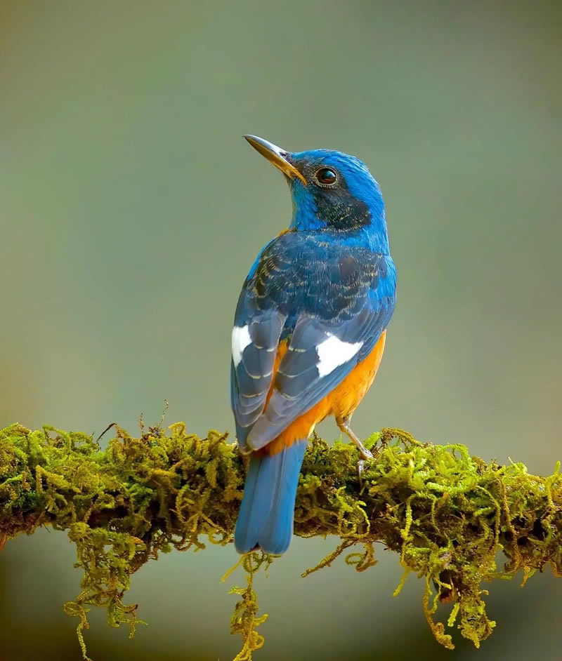 Best Indian Bird Photography