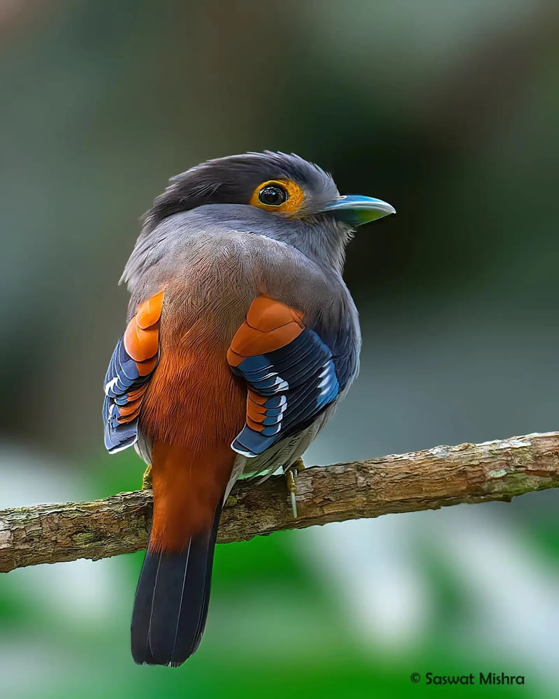 Best Indian Bird Photography