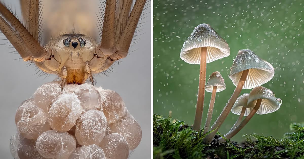 20 Incredible Macro-Winning Photos From The British Photography Awards