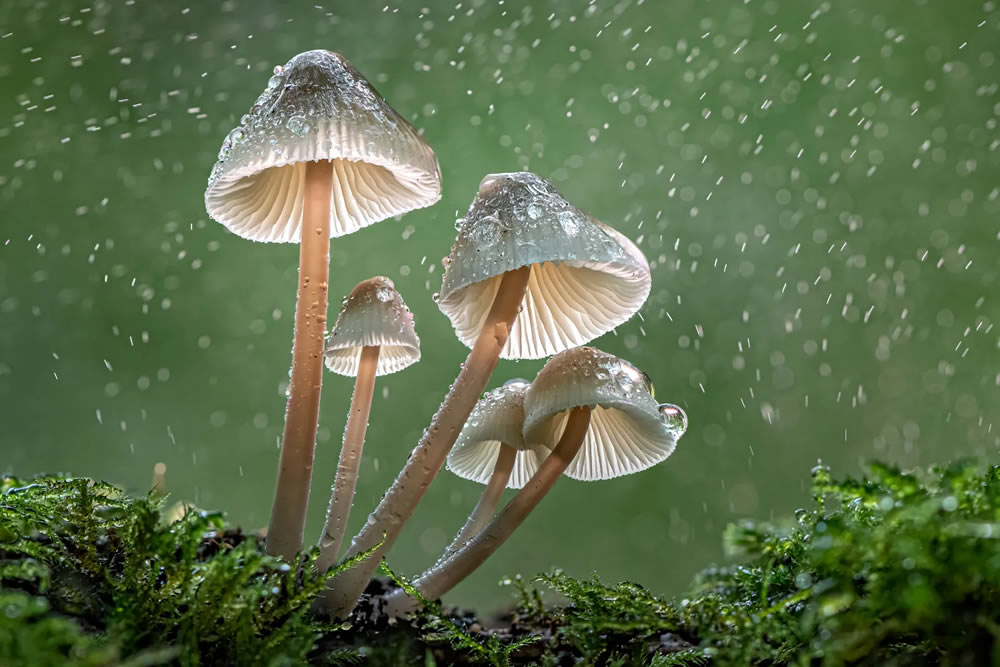 British Photography Awards In Macro