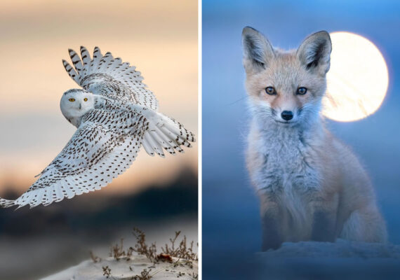 Photographer Van Lam Captures Stunning Close-Up Portraits Of Animals That Will Amaze You