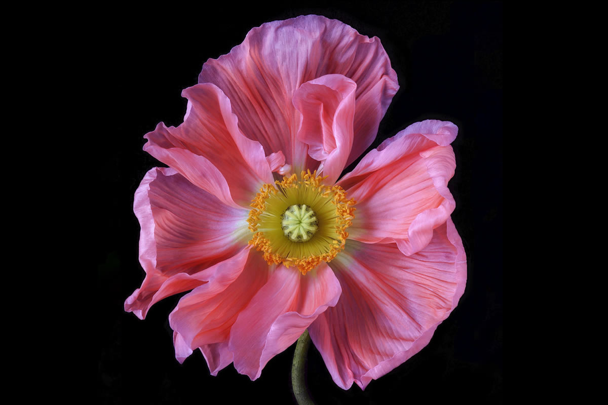 Beauty In Bloom: 30 Stunning Close-Up Floral Portraits By Debi Shapiro