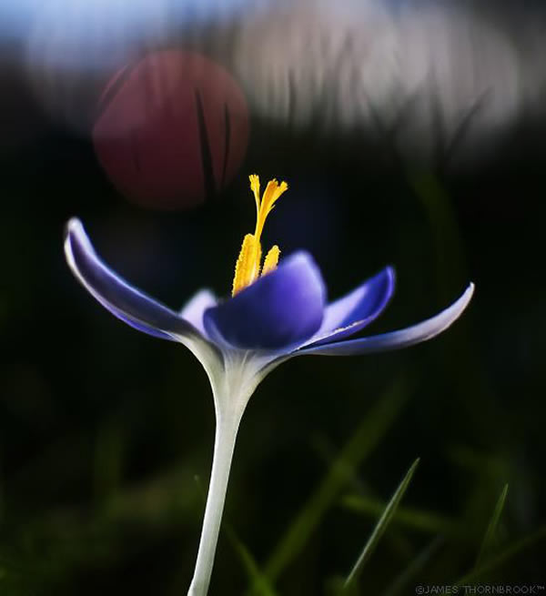 Floral Photography By James Thornbrook