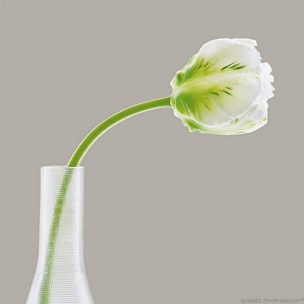 Floral Photography By James Thornbrook