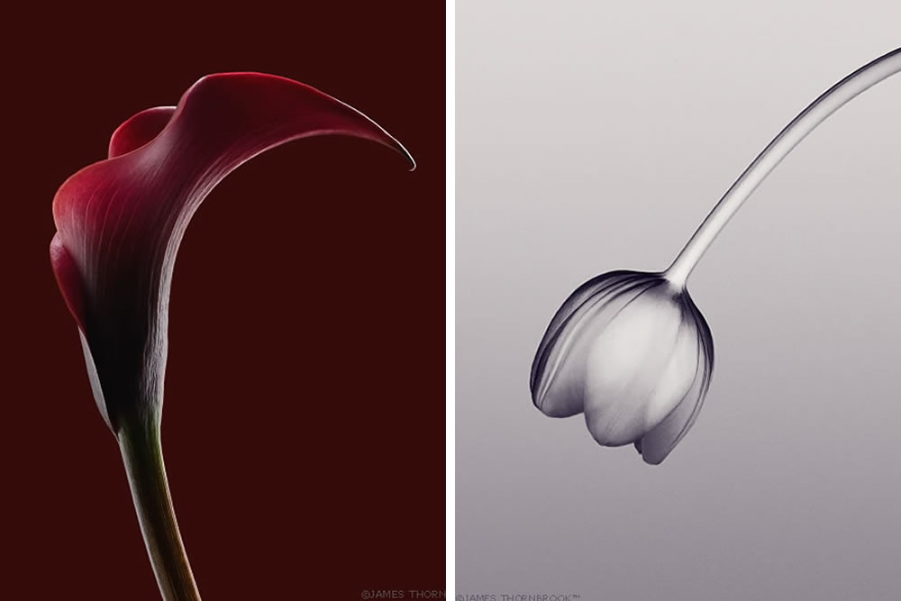 Floral Photography By James Thornbrook