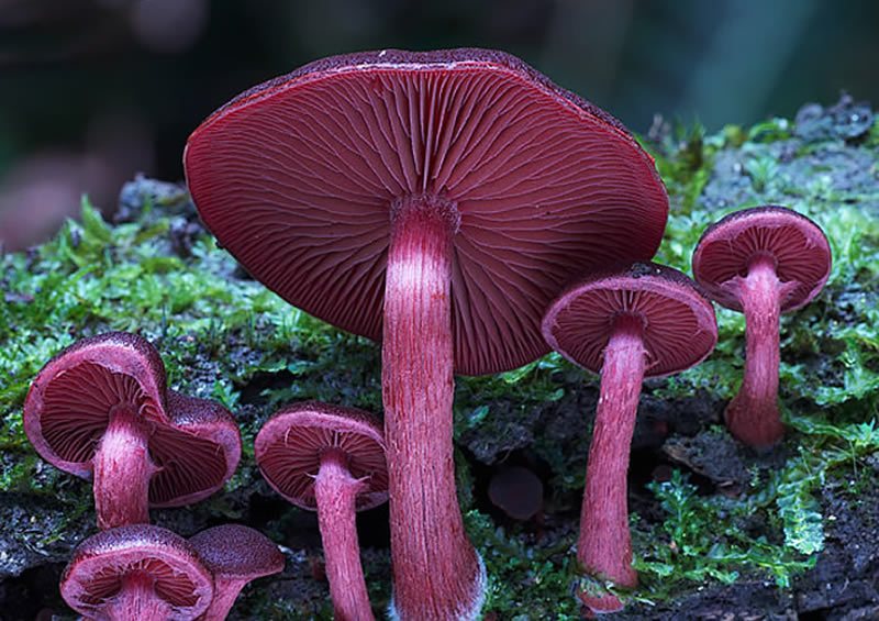 Beautiful Photos Of Fungi By Steve Axford