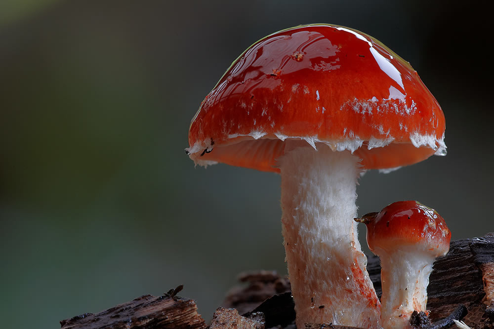 Beautiful Photos Of Fungi By Steve Axford
