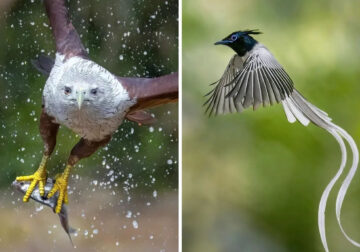 Incredible Bird Photos In Indian Forests