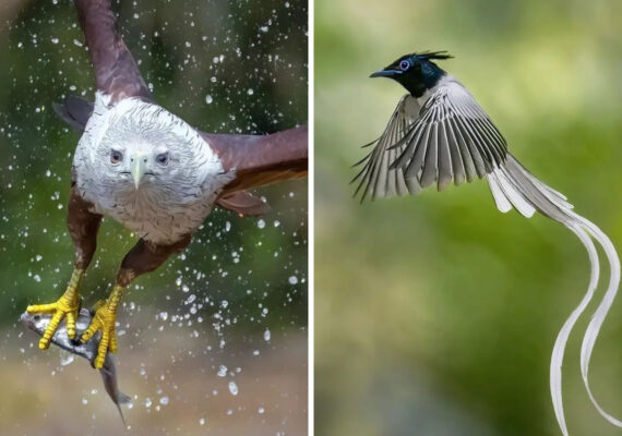 This Wildlife Photographer Captures Incredible Bird Photos In Indian Forests