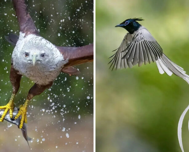 This Wildlife Photographer Captures Incredible Bird Photos In Indian Forests