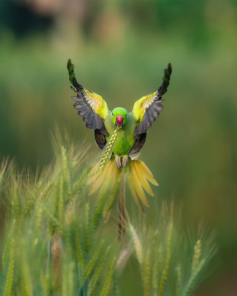 Enchanting Bird Photographs In Focus