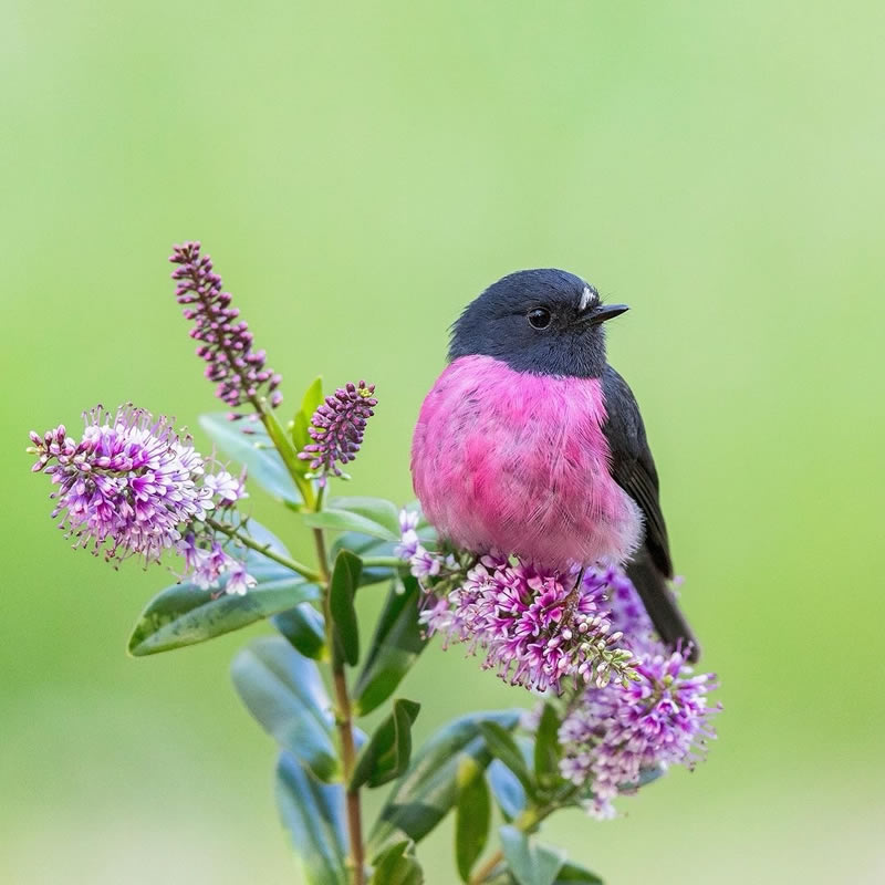 Enchanting Bird Photographs In Focus