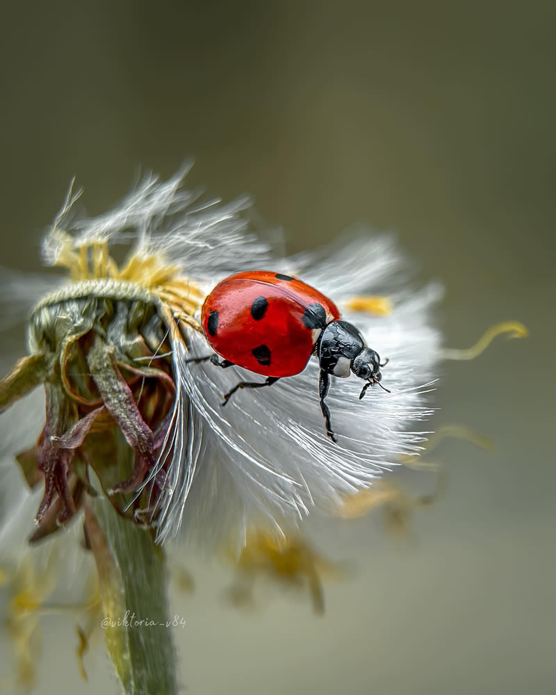 Macro Shots Of Ladybugs By Viktoria